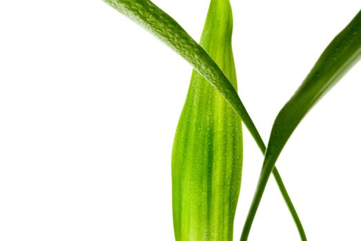 Green Leaves with rain droplets isolated on a white background. 