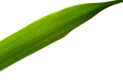 Green Leaf isolated on a white background. 