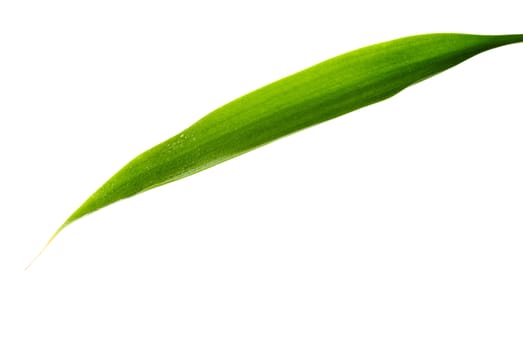 Green Leaf isolated on a white background.