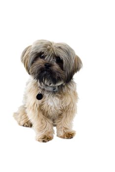 An isolated puppy on a white background.