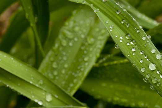 Green Leaves with rain droplets. 