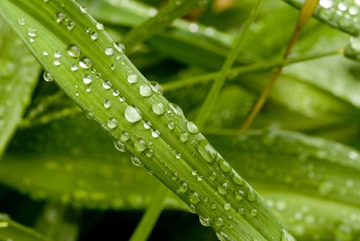 Green Leaf with rain droplets. 