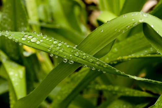Green Leaves with rain droplets. 