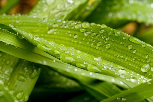 Green Leaves with rain droplets. 