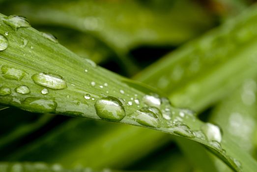 Green Leaf with rain droplets. 