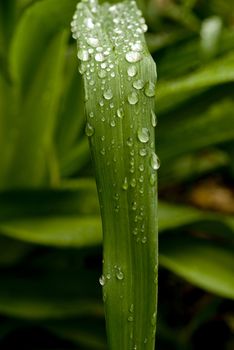 Green Leaf with rain droplets. 