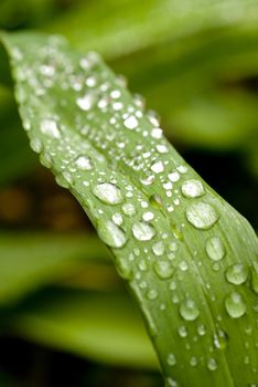 Green Leaf with rain droplets. 