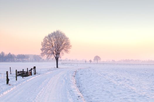 lone standing winter tree in a pale sunset landscape