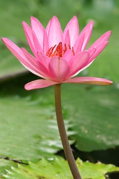 beautiful colorful water lily