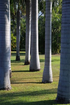 Palm garden.