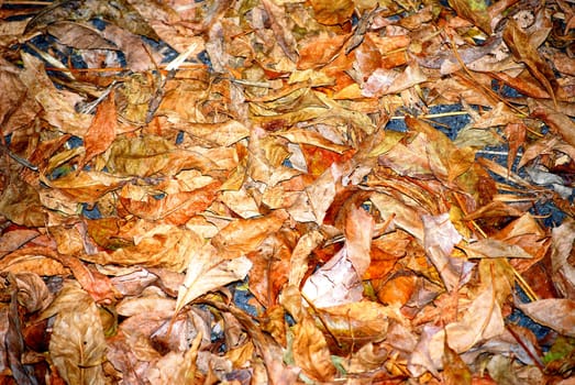 Autumn leaves on the ground.