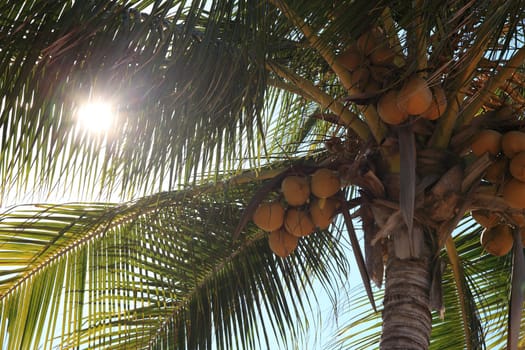 Tropical palm tree.