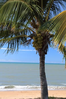 Tropical palm tree at the coast.