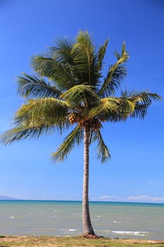 Tropical palm tree at the coast.