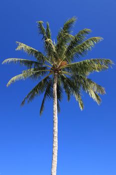 Tropical palm tree.