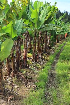 Banana plantation in Eastern Australia