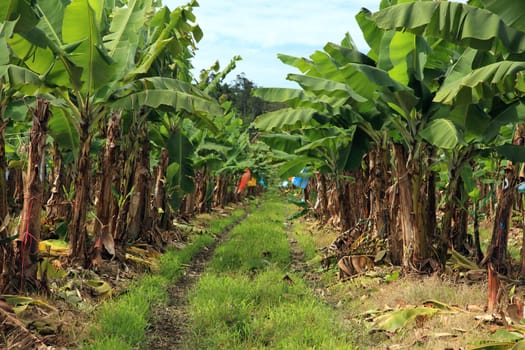 Banana plantation in Eastern Australia