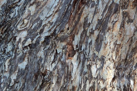 Tree trunk background texture.