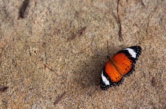 Butterfly sitting on stone.