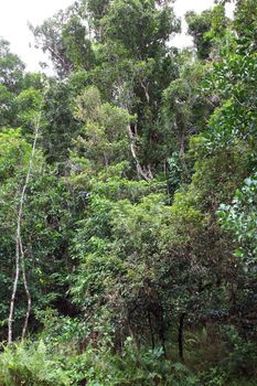 Tropical rain forest.