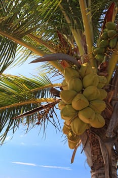 Coconuts on a tropical palm tree.