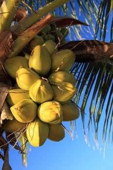 Coconuts on a tropical palm tree.