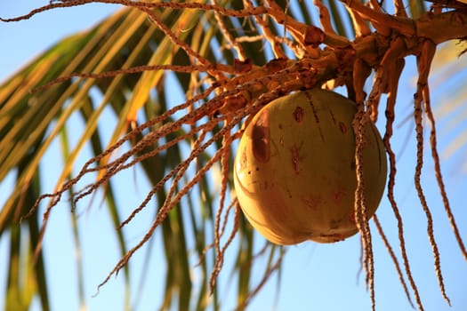 Coconuts on a tropical palm tree.