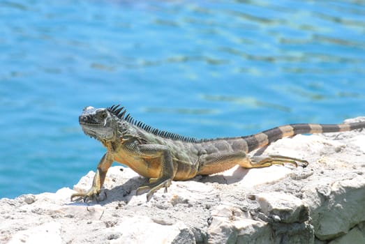 Iguana resting on a rock outside.