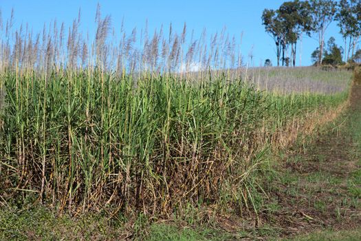 Sugarcane plantation in Eastern Australia.