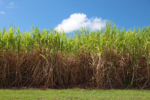 Sugarcane plantation in Eastern Australia.