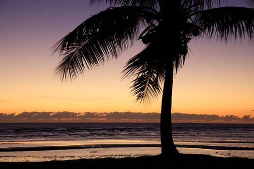 Silhouette of a palm tree in front of tropical sunset.