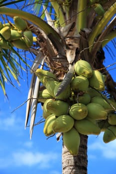 Coconuts on a tropical palm tree.