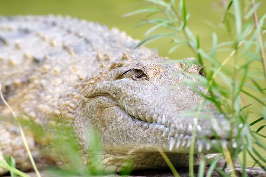 Resting crocodile.