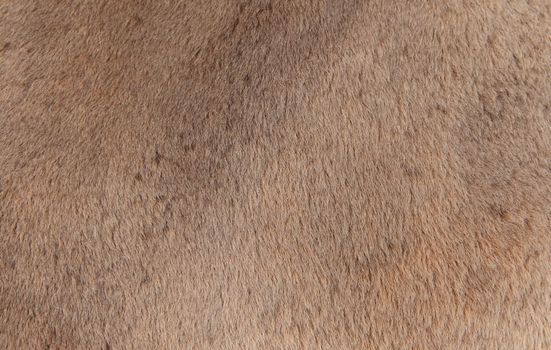 Kangaroo fur background texture.