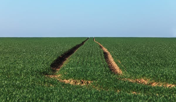 Tracks of a tractor in a green field in spring.