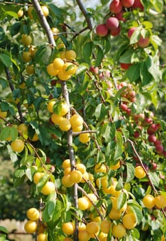 Fruits of plum tree