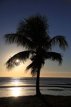 Palm tree in front of tropical sunset.