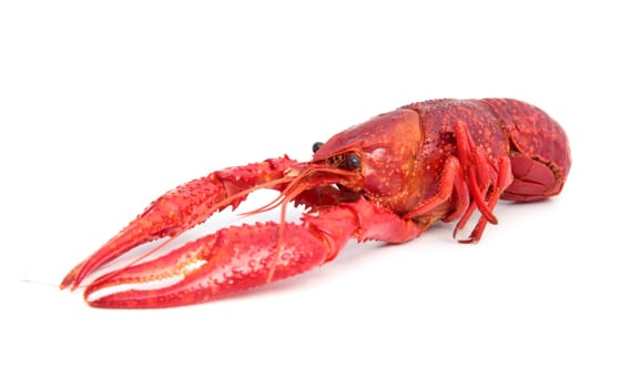 Red cooked crayfish. All on white background.