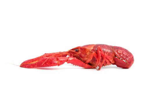 Red cooked crayfish. All on white background.