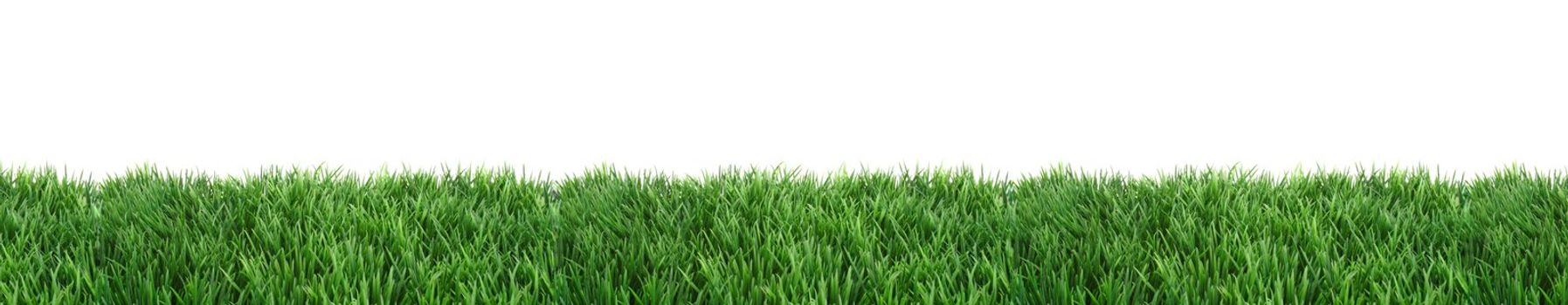 A fine green lawn in front of a plain white background.
