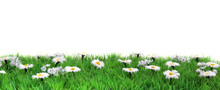 A flower meadow banner in front of a plain white background.