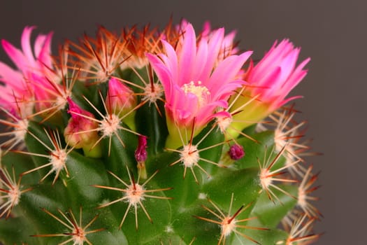 cactus in flower