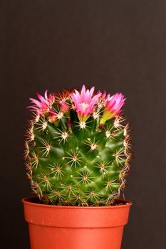 cactus in flower