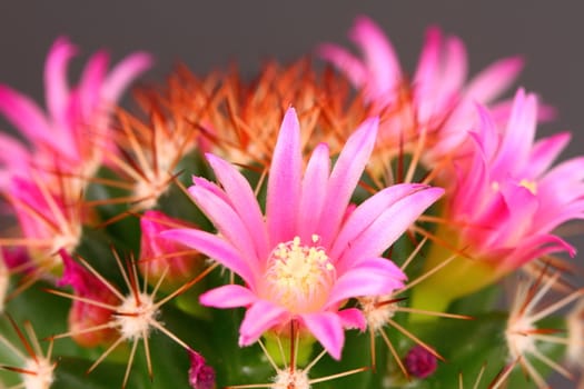 Cactus flower