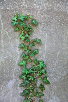 A fine green ivy growing up the wall