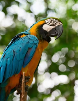 Big macaw bird parrot (Ara ararauna) sitting on log with green leaves on background