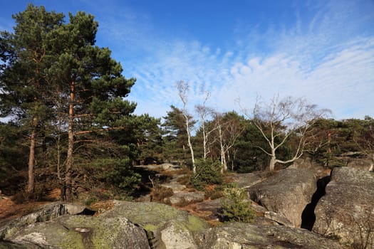  Landscape in the forest of Fontainebleau in the early spring.This French forest is a national natural park wellknown for its boulders with various sahpes and dimensions. It is the biggest and most developed bouldering area in the world.