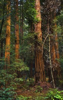 Giant Redwood Trees Tower Over Hikers Muir Woods National Monument Mill Valley San Francisco California