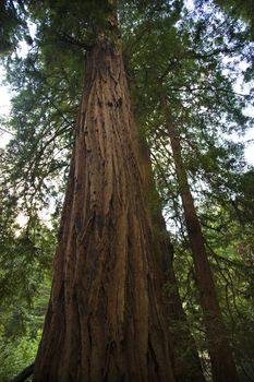 Large Redwood Tree Muir Woods National Monument Mill Valley San Francisco California