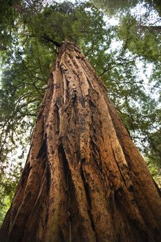 Large Redwood Tree Looking Straight Up Muir Woods National Monument Mill Valley San Francisco California